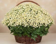 Цветочная композиция из Ромашки в корзине #REPLACE_PRED# Иркутске