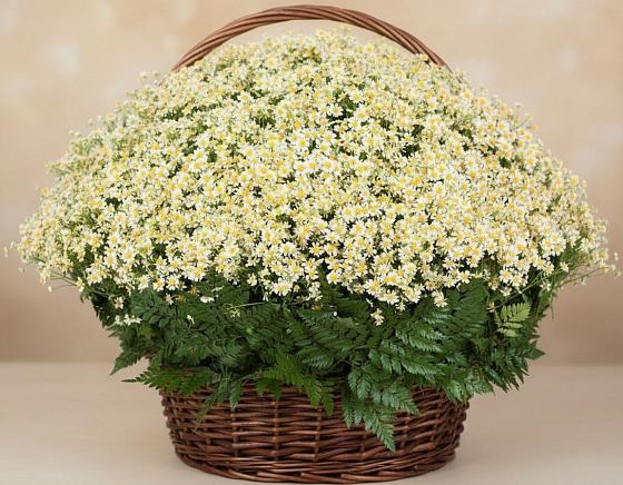 Цветочная композиция из Ромашки в корзине в Иркутске