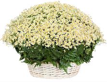 Цветочная композиция из Ромашки в корзине #REPLACE_PRED# Иркутске